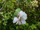 Pommier